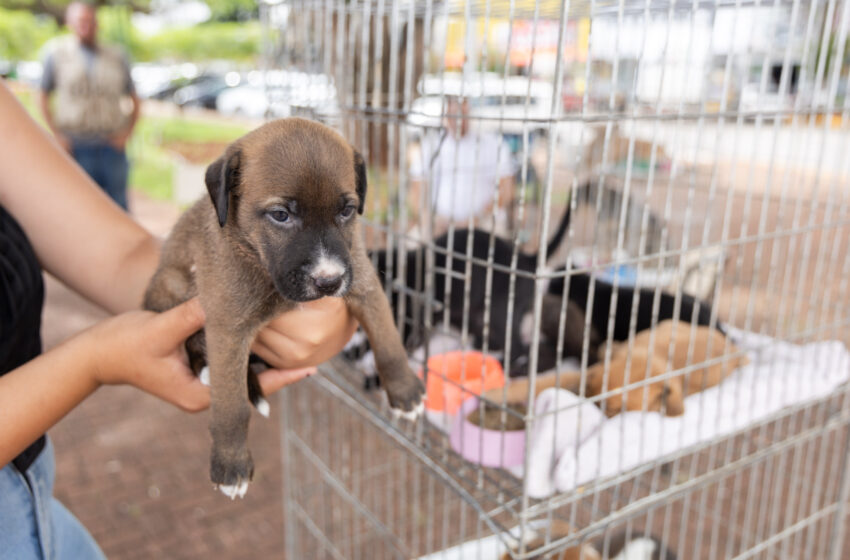 Centro de Saúde Animal de Apucarana realiza feira de adoção de cães na praça