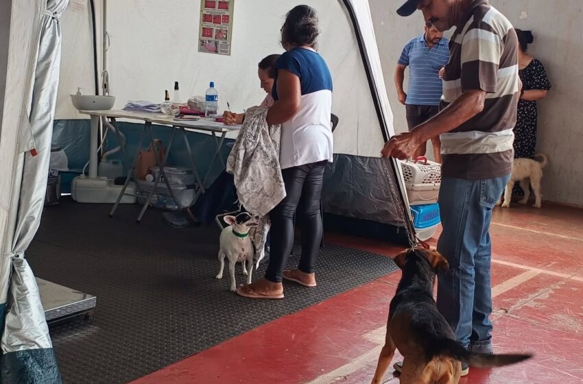 Castrapet realizado em Marilândia do Sul atendeu 110 animais, entre cães e gatos