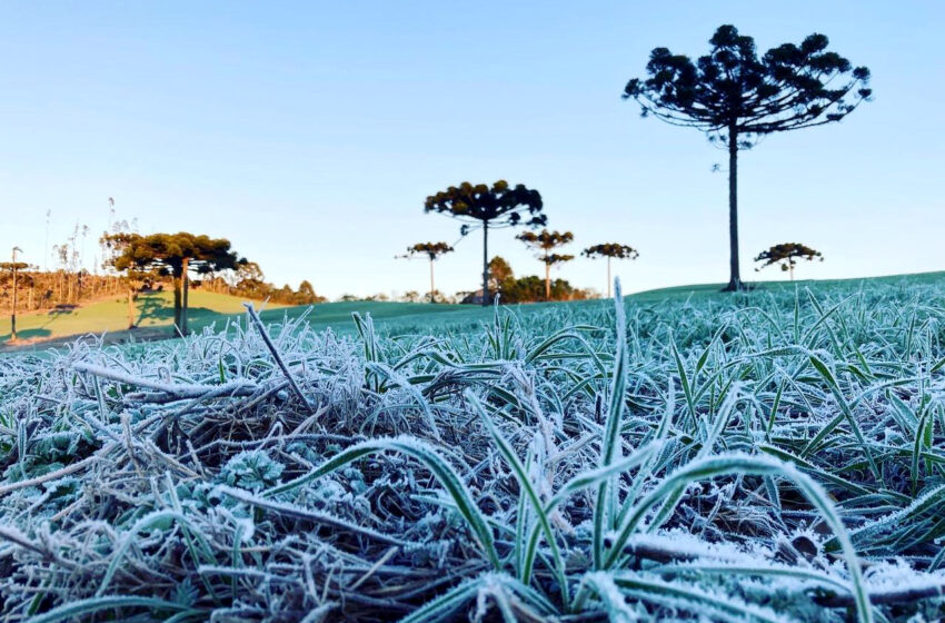 IDR-Paraná e Simepar iniciam serviço Alerta Geada na segunda-feira